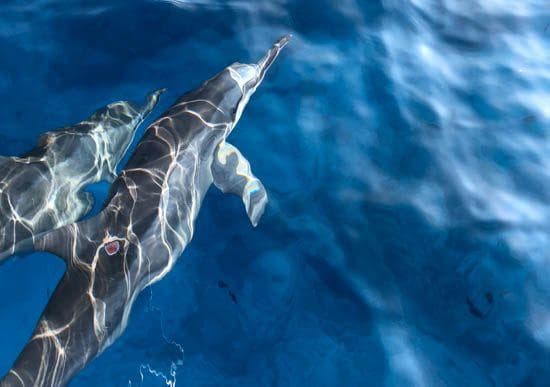 Observation des dauphins & snorkeling