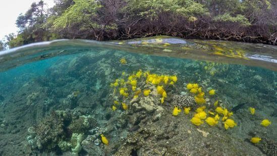 Snorkeling at Kealakekua Bay (Captain Cook)