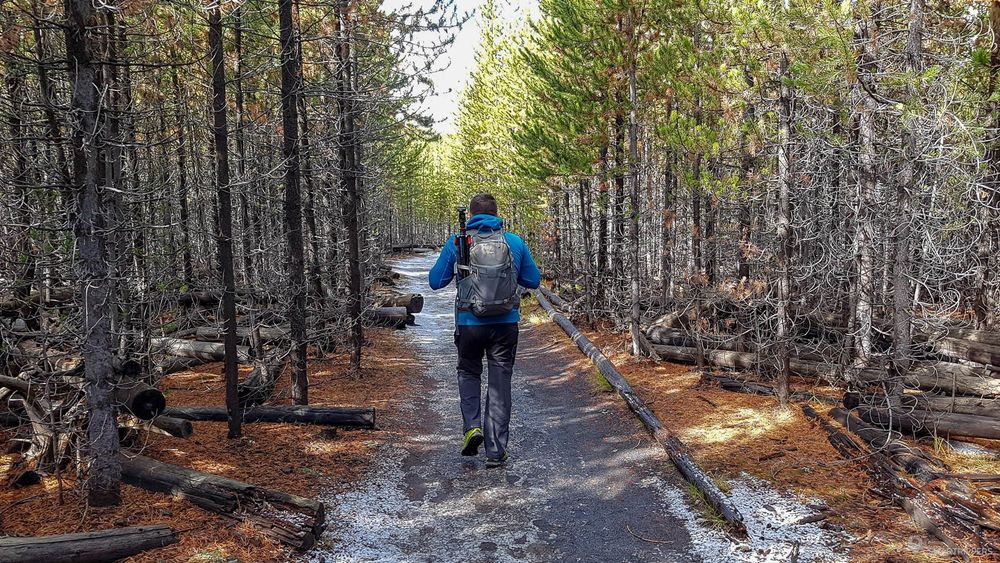 Entre les sapins: le début du trail traverse la forêt de sapins.