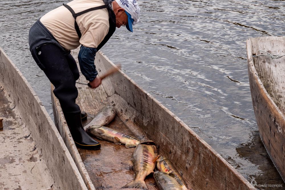 Pêcheur assommant les saumons.