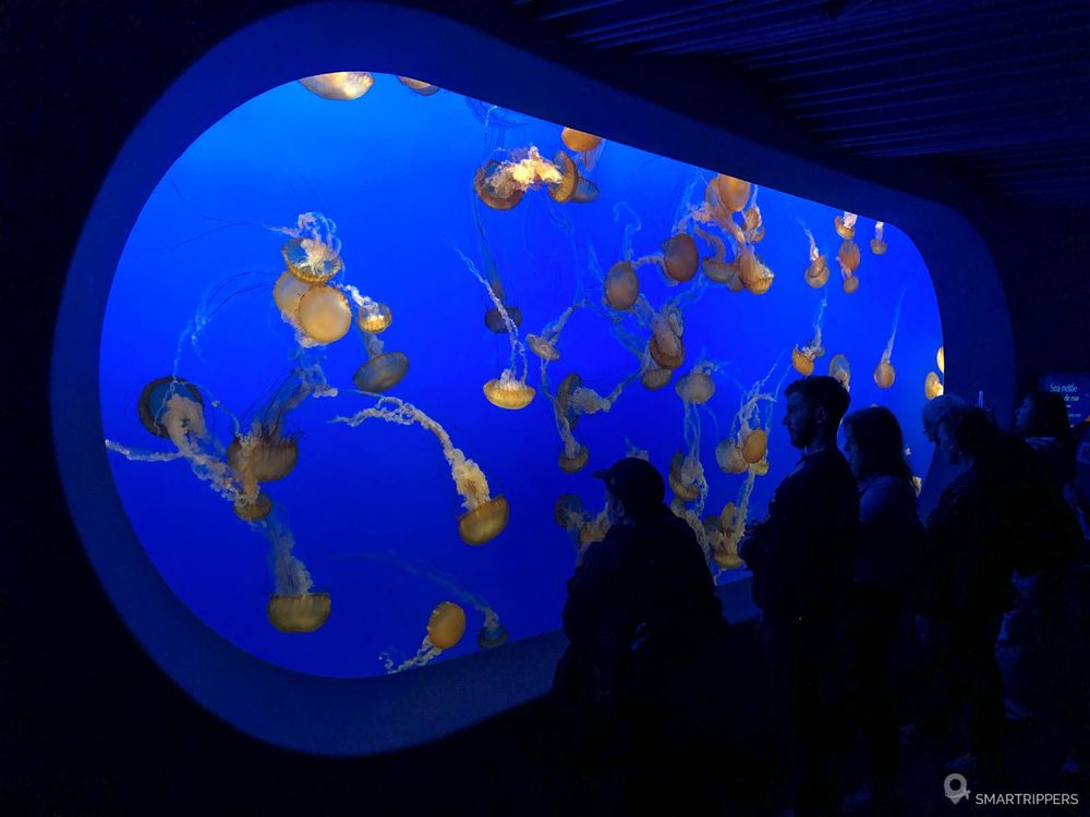 Méduses à l'aquarium de Monterey