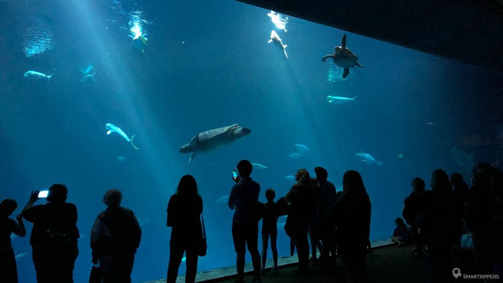 Grand bassin à l'aquarium de Monterey