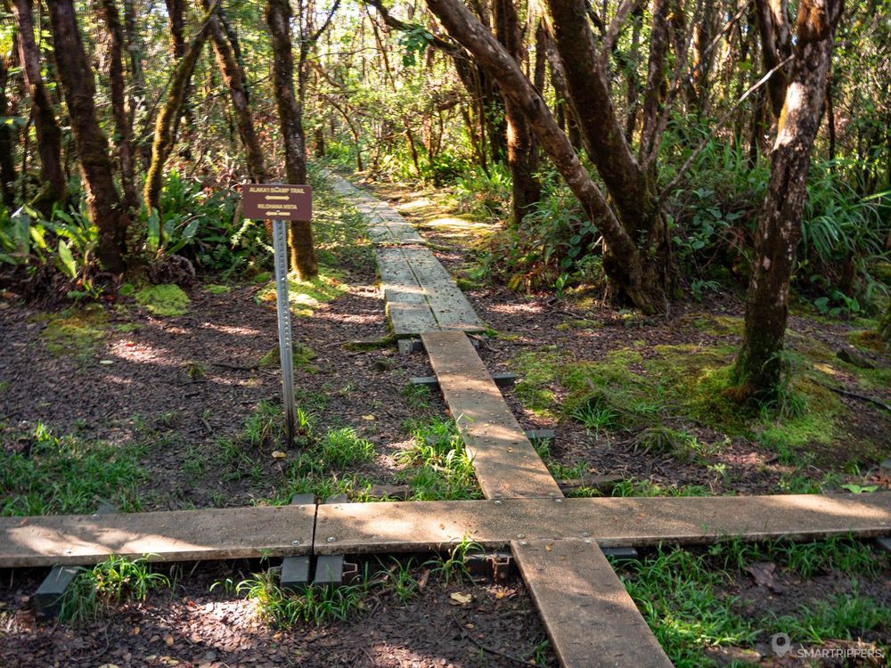 La fameuse intersection des 4 sentiers où le Pihea Trail rencontre le Alakai Swamp Trail.