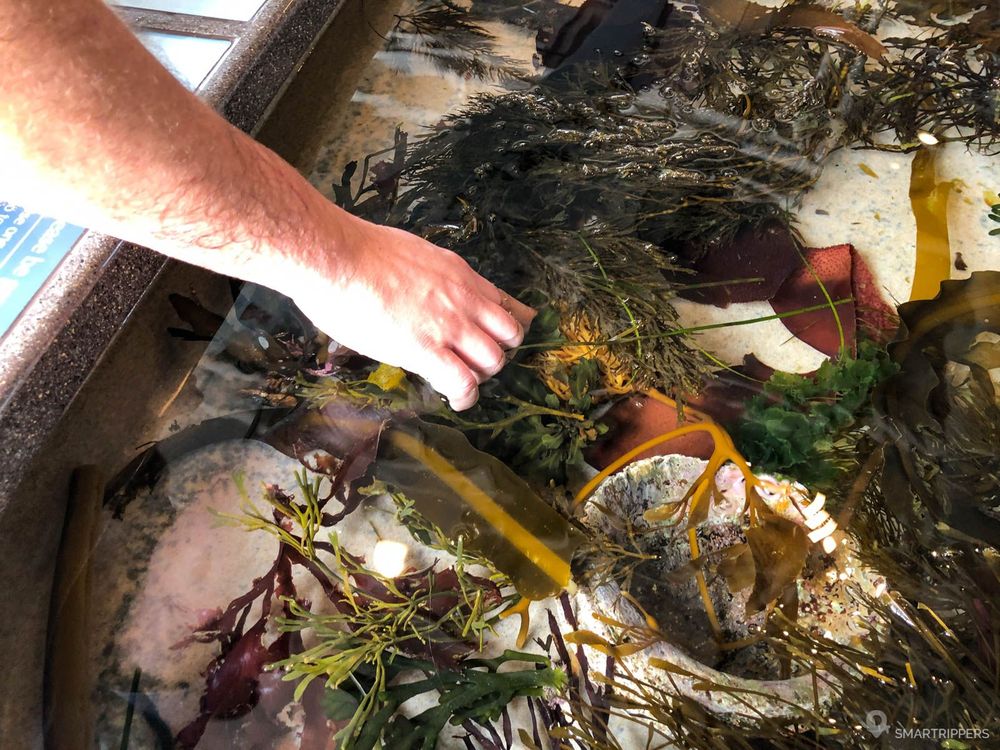 Algues et oursins à toucher à l'aquarium de Monterey