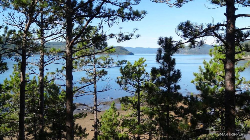 On devine la baie au travers des pins