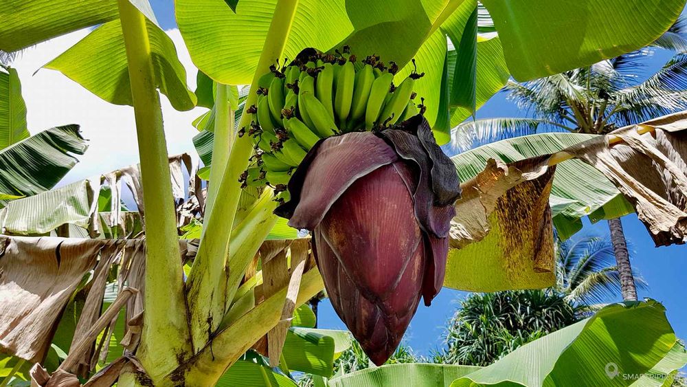 Un jeune régime de bananes.