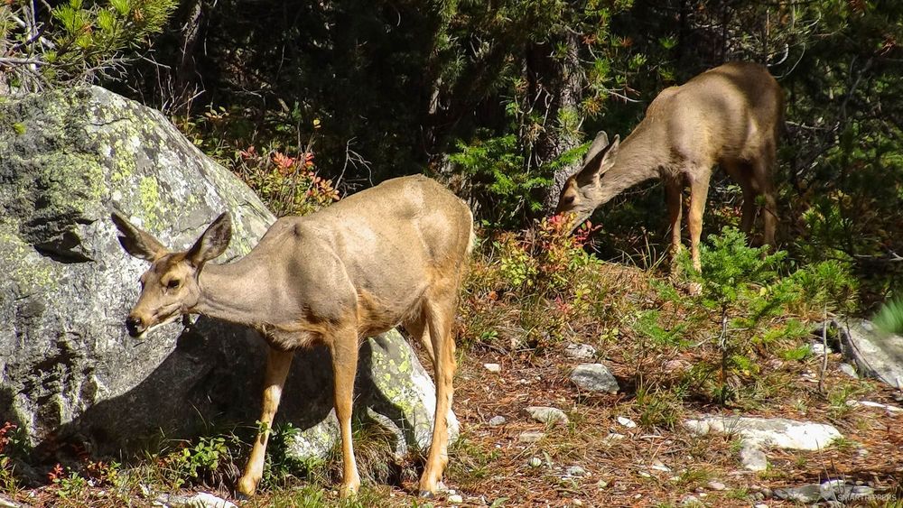 Une biche et son petit au bord du parking de Leigh lake.