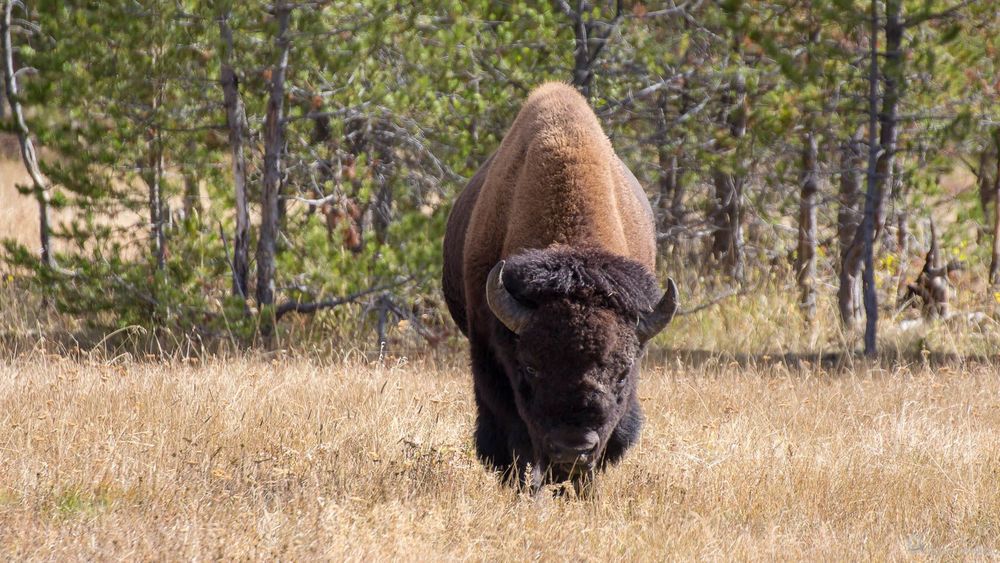 Un autre bison en version debout.
