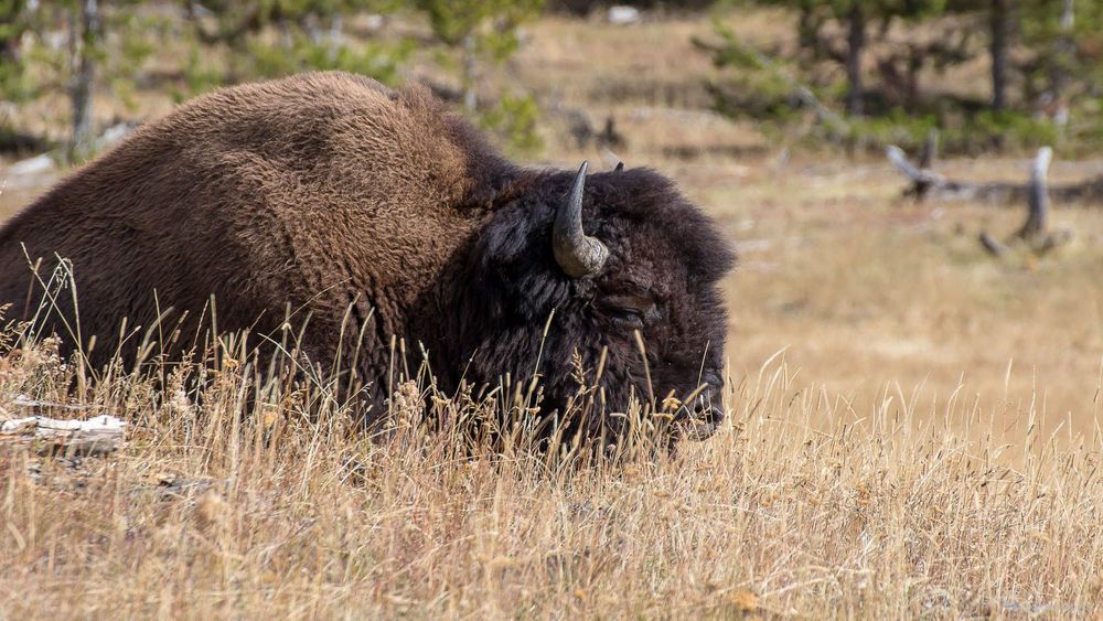 L'un des bisons installé tout près du sentier.