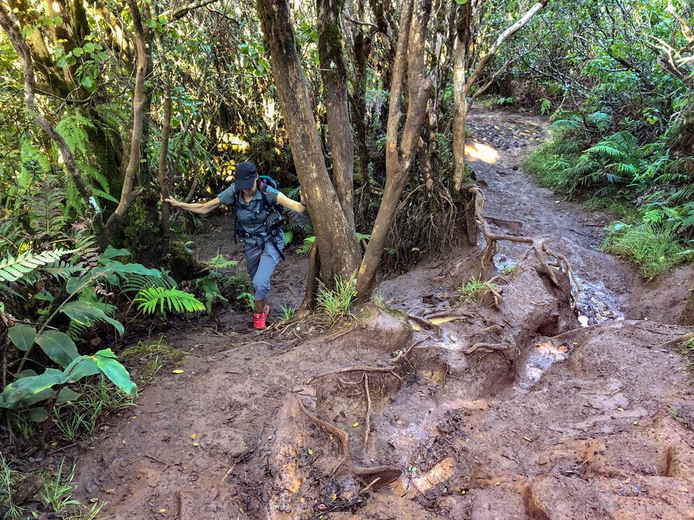 Passage à négocier dans la boue sur le Pihea Trail.