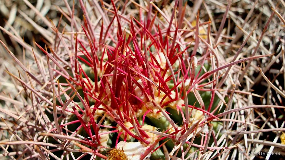 Cactus with coloured thorns