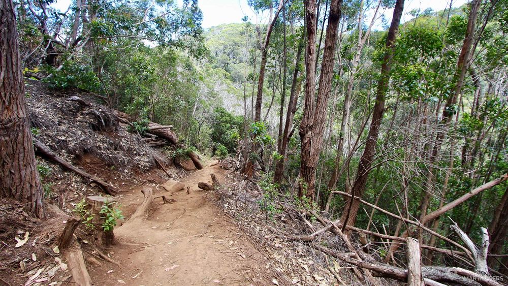 Sur le sentier qui descend au début du trail. Attention aux racines.