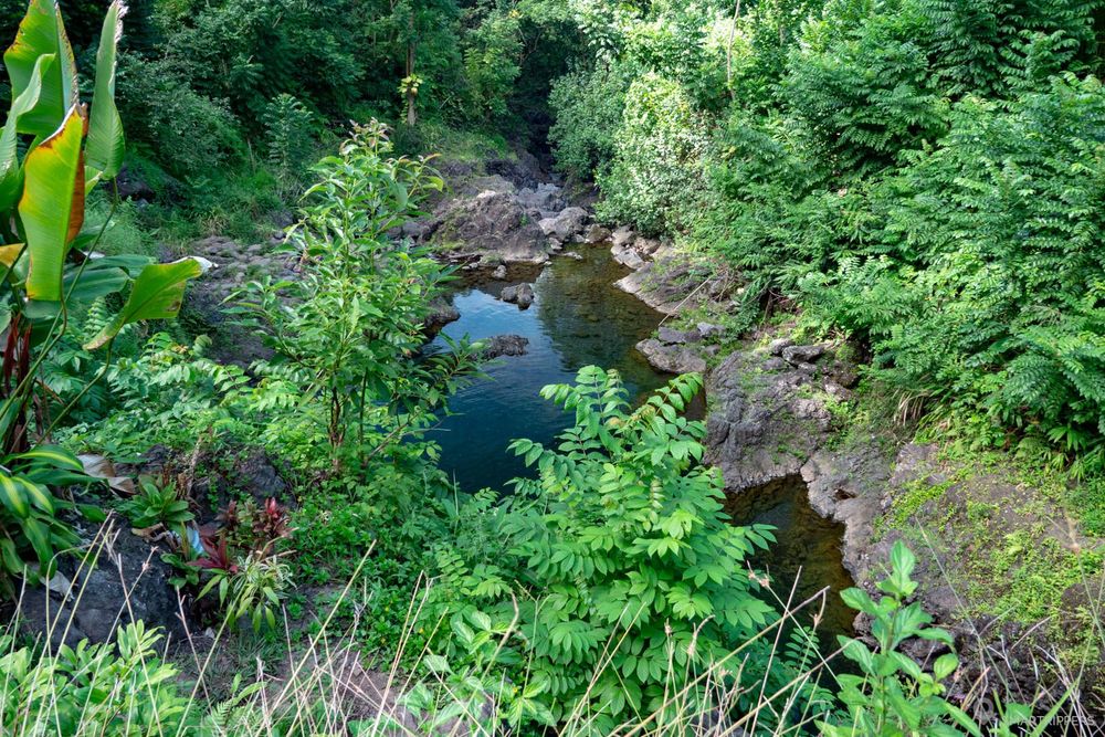 Chings pond
