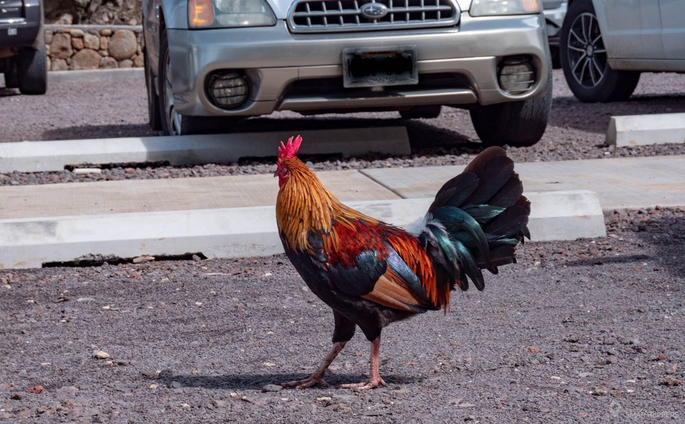Coq sur un parking à Kauai.