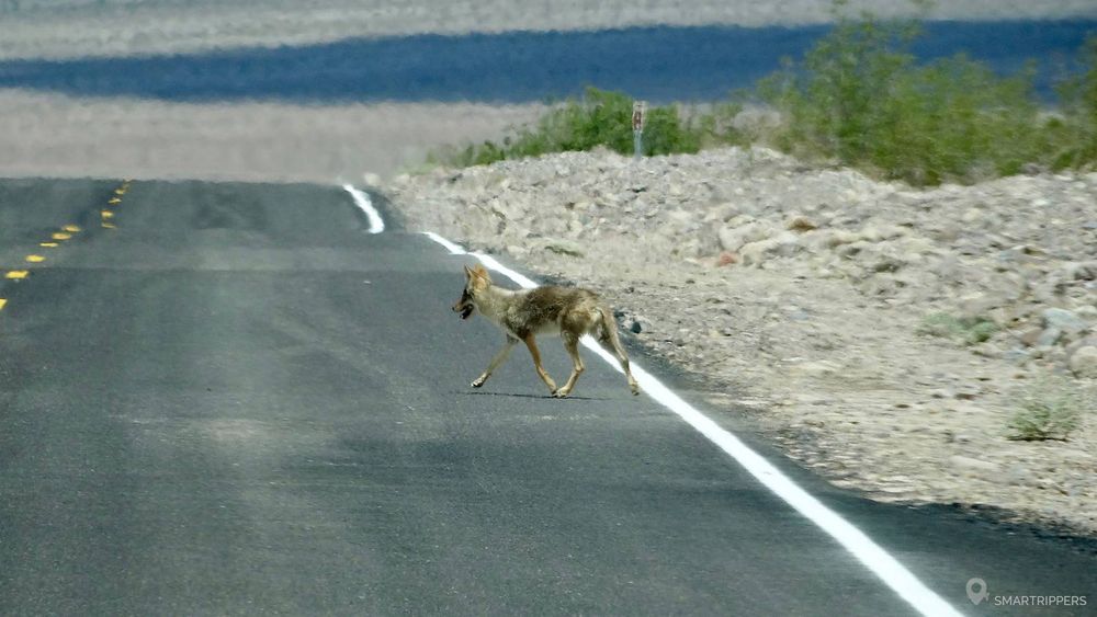 Un coyote traversant devant nous