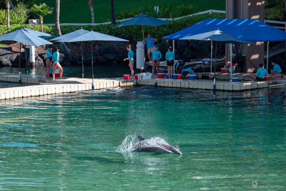 L'enclos des dauphins où ils sont nourris.
