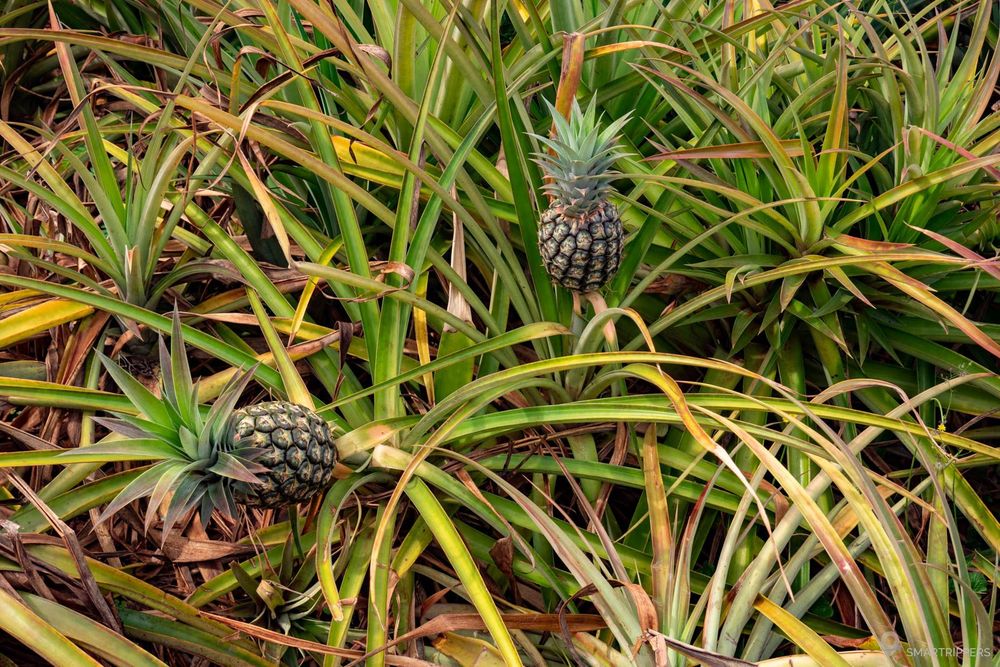 Deux ananas poussant sur place