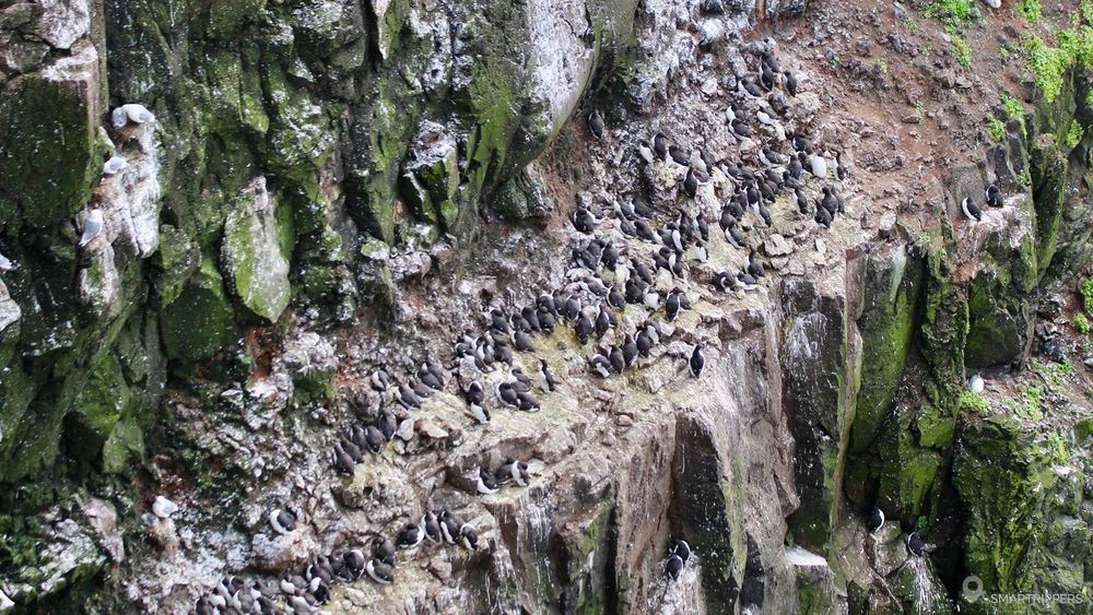 Les oiseaux sont par centaines sur les falaises.