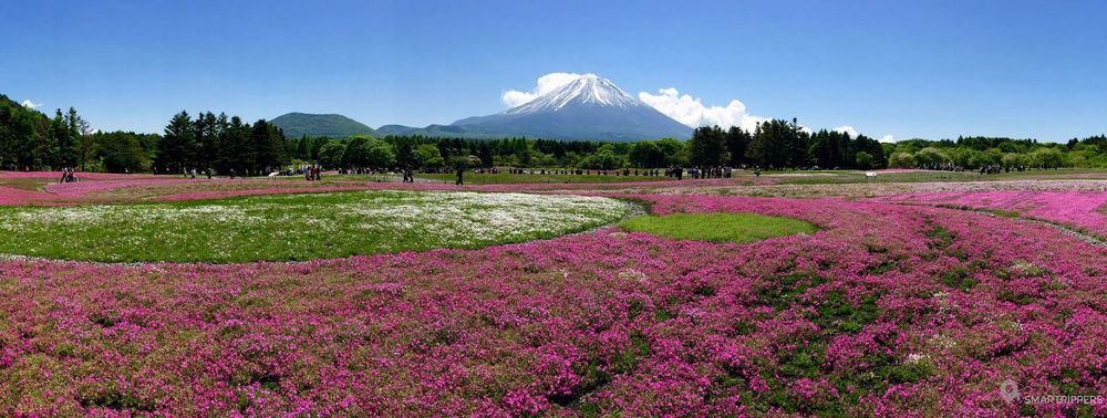 Fuji Shibazakura Festival