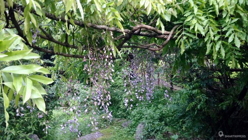 Les glycines en fleur dans le jardin