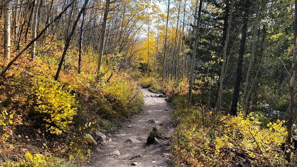 Sur le chemin du retour, on traverse à nouveau la jolie forêt colorée.