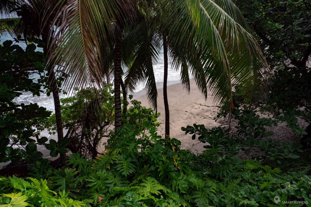 Palmiers au bord d'Hamoa beach.