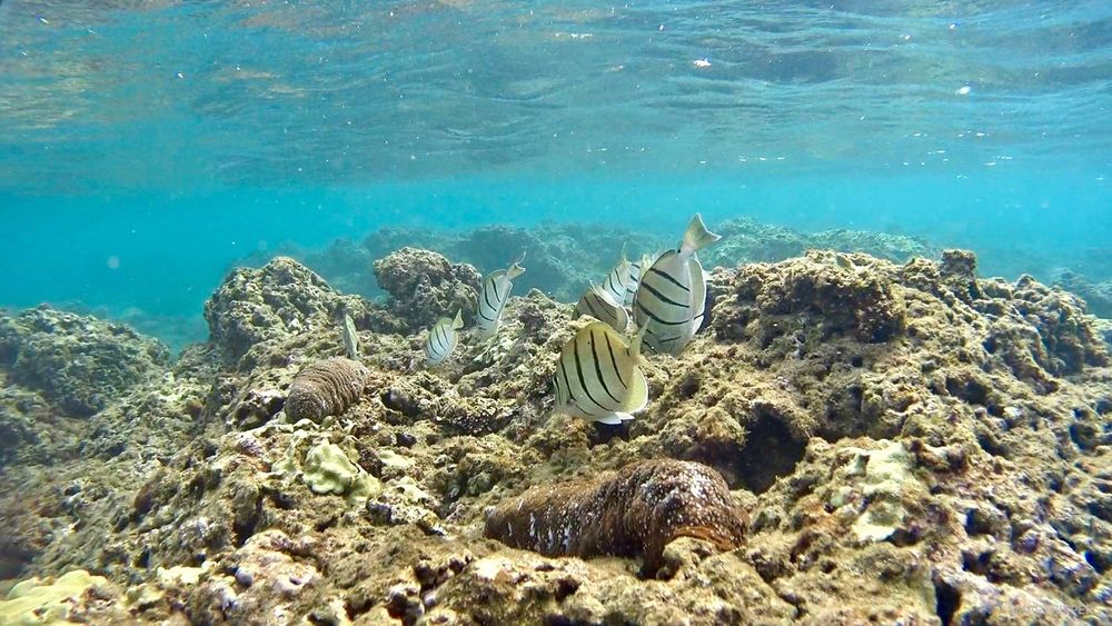 Poissons à Hideaways Beach
