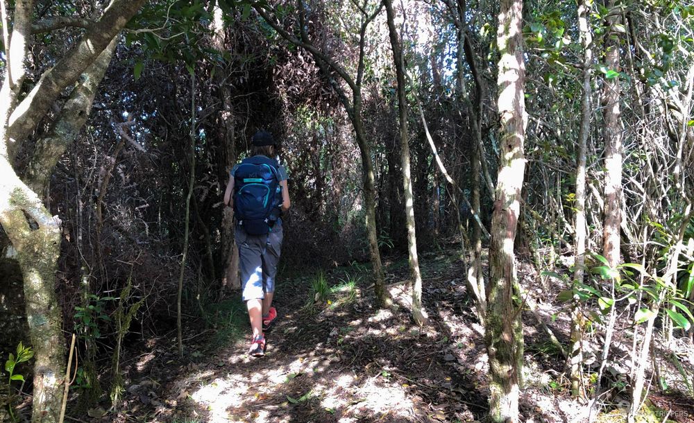 Début du sentier en forêt.