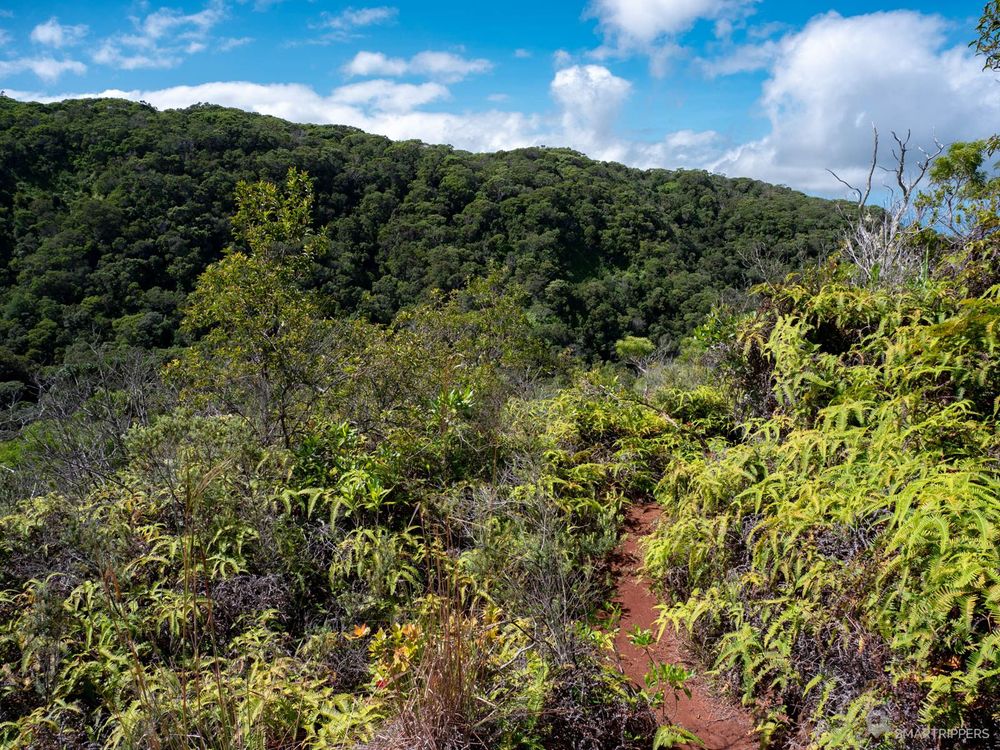 Le sentier s'avance au travers de la végétation plutôt dense mais basse.