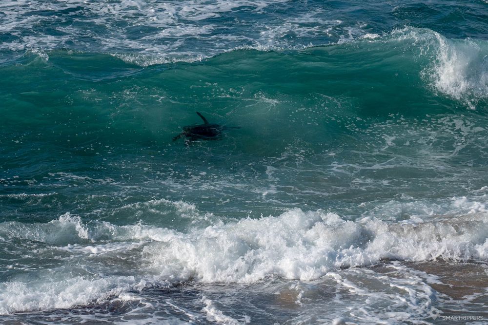 Une tortue dans les vagues.