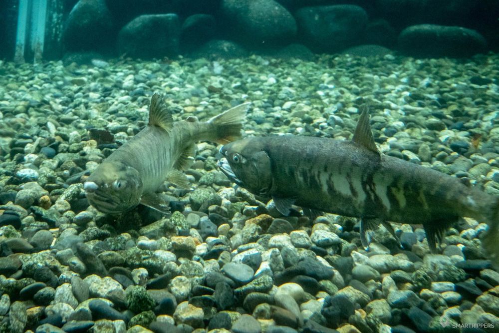 Deux saumons dans la rivière.