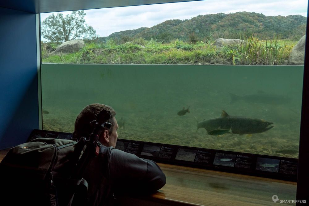 Flo observant les saumons devant l'une des vitres sous la rivière.