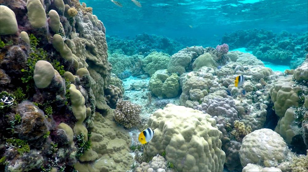 Vue du jardin de corail de Maupiti.