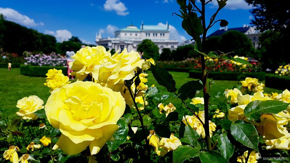 Roses au parc Volksgarten.