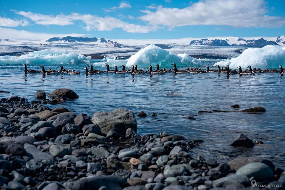 Défilé de canards sur le lac de Jökulsárlón près de la rive Ouest, à l'écart des touristes.