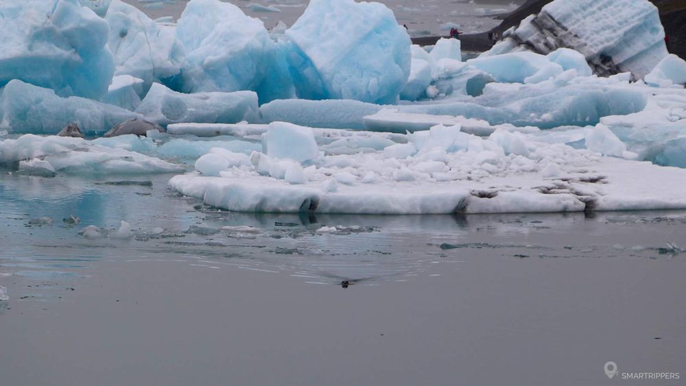 Quand un phoque s'amuse au milieu des icebergs!