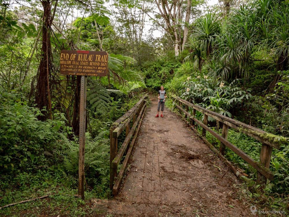 Jungle humide au coeur de Kauai.