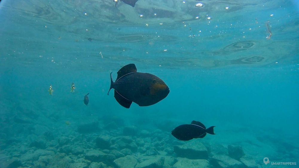 Poissons en balade à Kahaluu beach (en 2017).