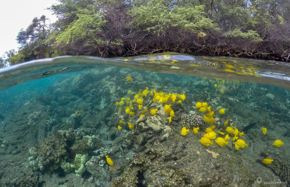 Myriades de poissons jaunes au dessous de la surface