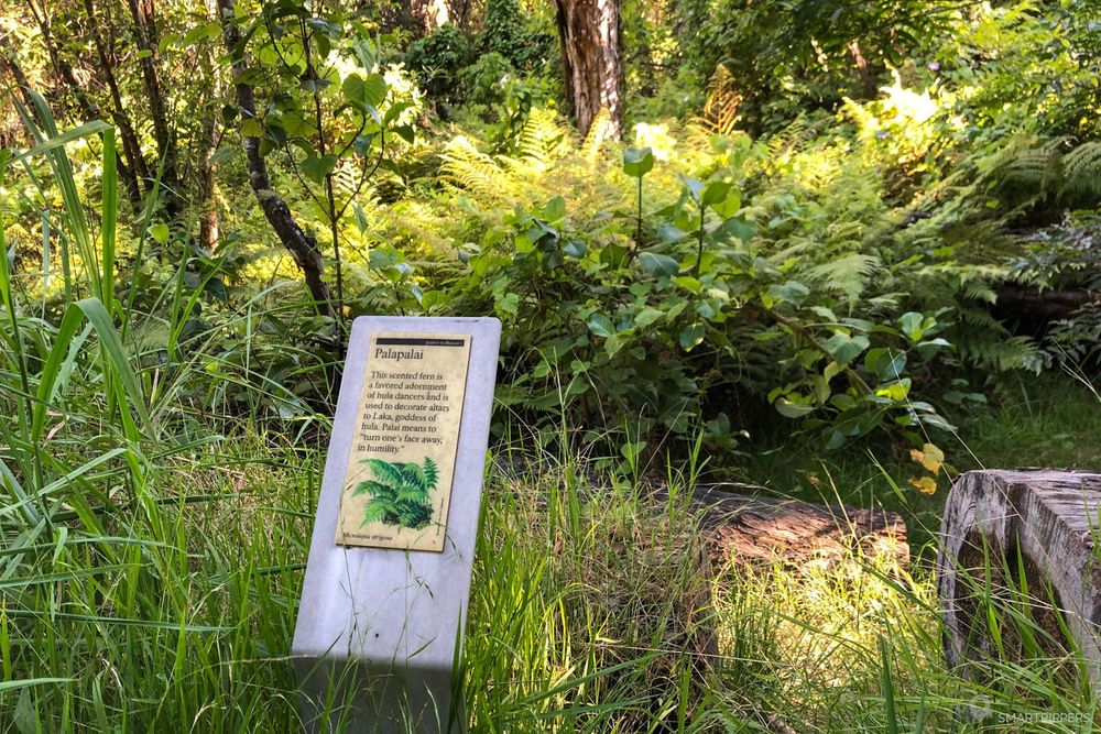 Notice sur l'une des espèces rencontrée en chemin.