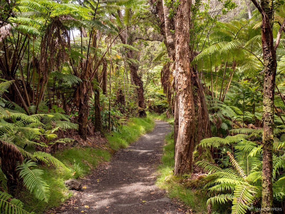Le sentier descend au travers de la jungle.
