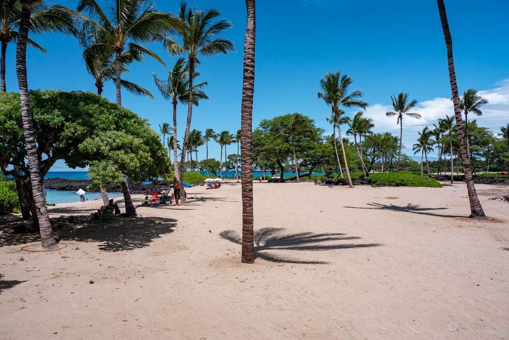 L'arrière de la plage avec ses arbres et palmiers.