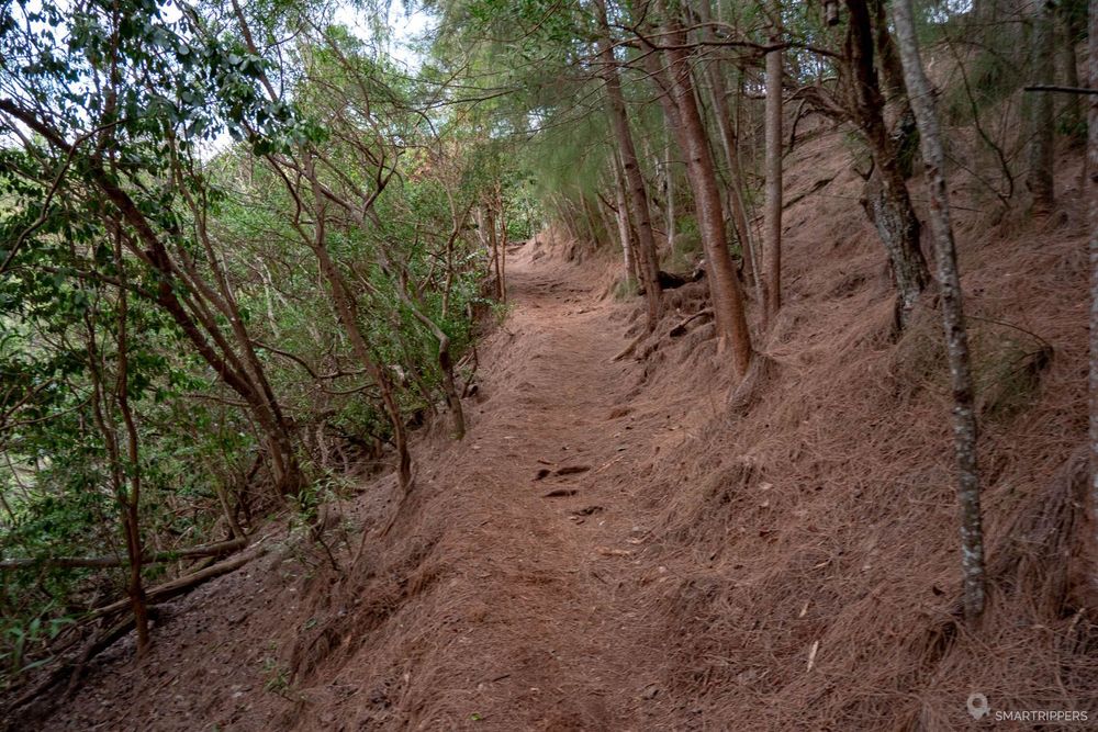 Le sentier se couvre d'aiguilles de pin.