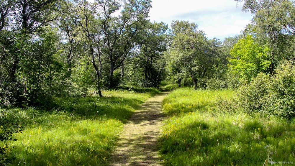 Sentier avançant à l'ombre des arbres et menant au Lagarfljot.