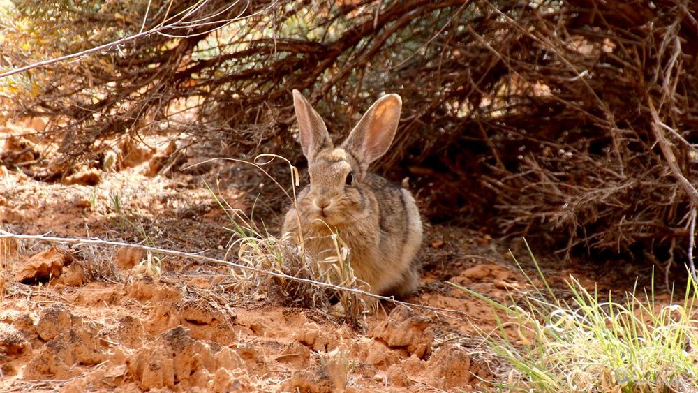 Un lapin tout mignon!