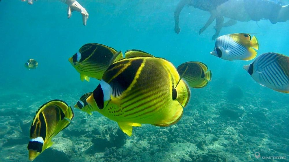 Ici vous serez entourés de dizaines de petits poissons comme celui-ci.