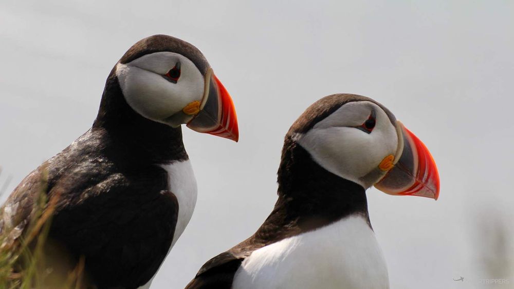 Le couple de macareux ne semble pas effrayé.