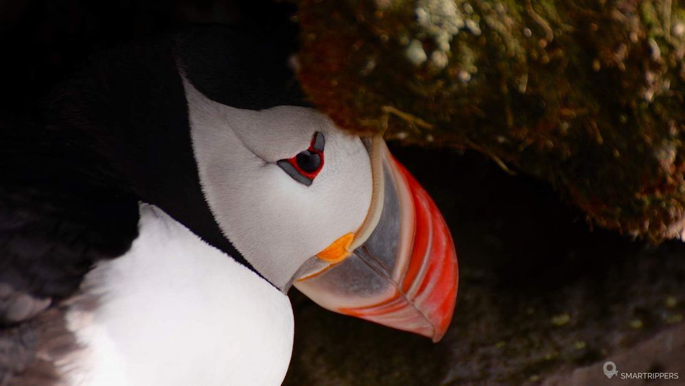 Un macareux à l'abris dans une cavité de la falaise.