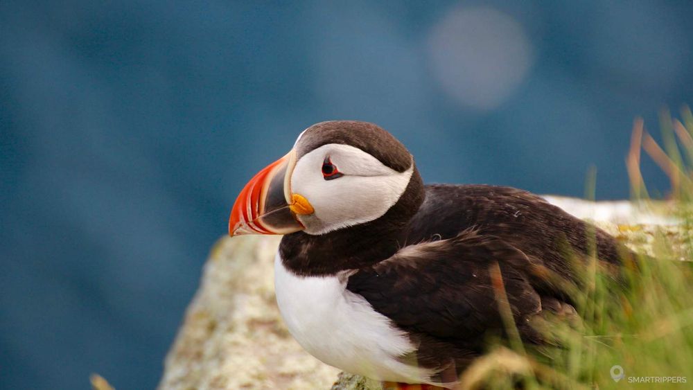 Il est plus facile de photographier les macareux qui se posent au bord des falaises.