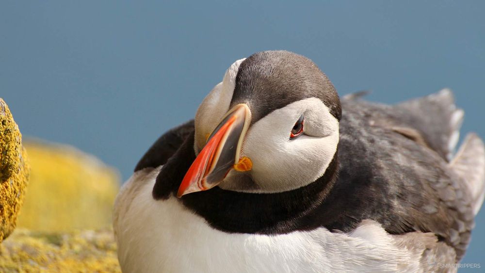 N'est-il pas trop mignon?